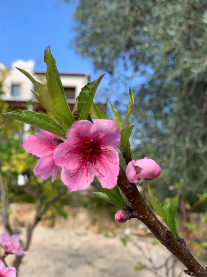 Beach Villa Gladiolus نيو تشوريو المظهر الخارجي الصورة
